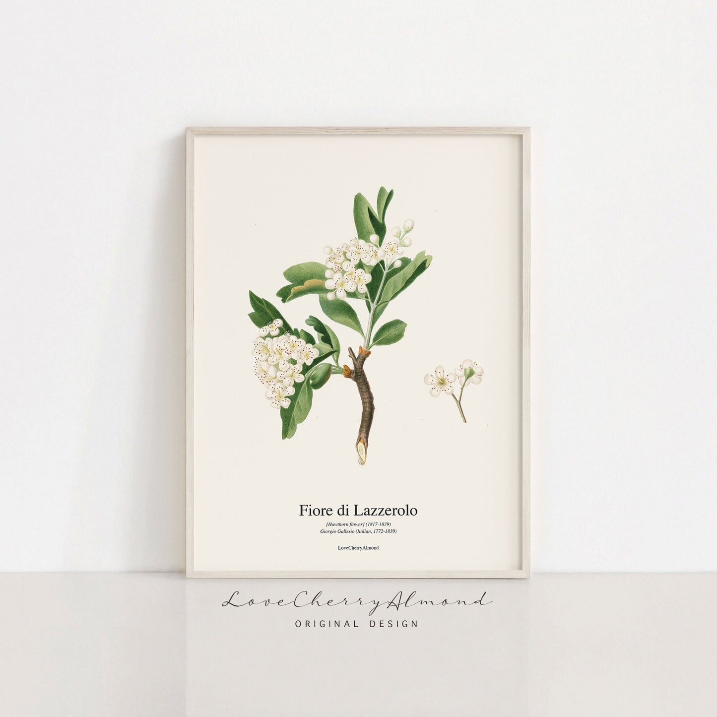Set of 6 Botanical Printable Wall Arts | Cherry Flower Prints
