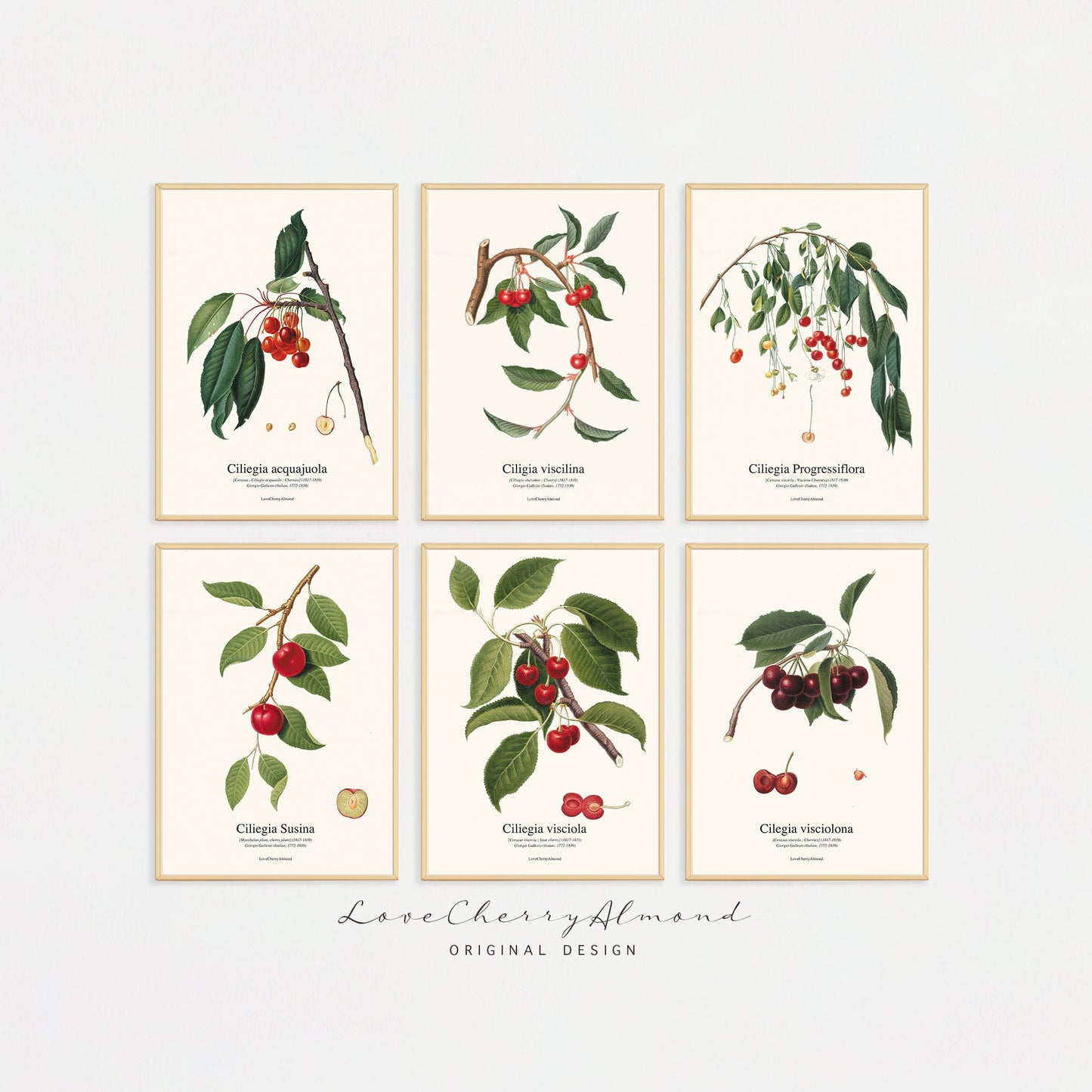 Set mit 6 botanischen druckbaren Wandbildern | Kirschdruck