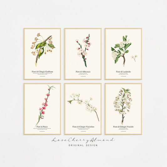 Set of 6 Botanical Printable Wall Arts | Cherry Flower Prints